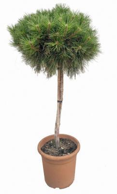 Сосна горная Brevifolia на штамбе, Гор35, Выс160 И в интернет гипермаркете «Планета Лета». Фото