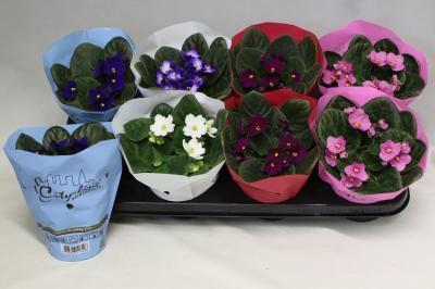 Фиалка City Line, Гор12, Выс20 в интернет гипермаркете «Планета Лета». Фото