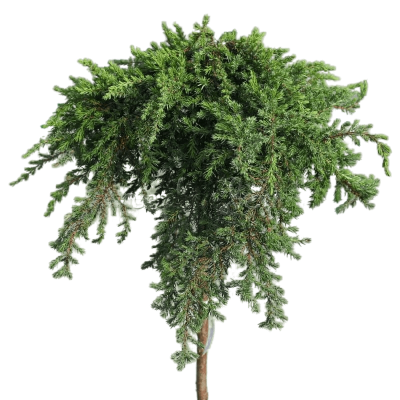 Можжевел.прибреж.Schlager штамб, Гор24, Выс60 в интернет гипермаркете «Планета Лета». Фото