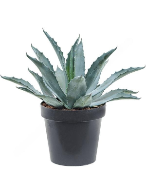 Агава, Гор14, Выс25 в интернет гипермаркете «Планета Лета». Фото