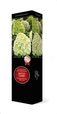 Гортензия метельчатая Литтл Лайм 7Ц (туба) в интернет гипермаркете «Планета Лета». Фото