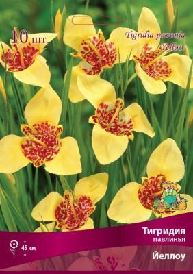 Тигридия павлинья Йеллоу 5-7/К 10шт ПОИСК в интернет гипермаркете «Планета Лета». Фото Тигридия павлинья Йеллоу 5-7/К 10шт в интернет гипермаркете «Планета Лета». Фото