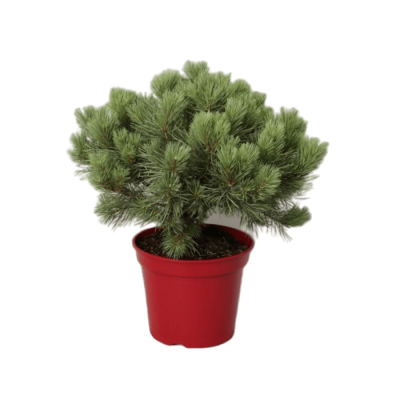 Сосна обыкн.Martham, Гор38, Выс60 в интернет гипермаркете «Планета Лета». Фото