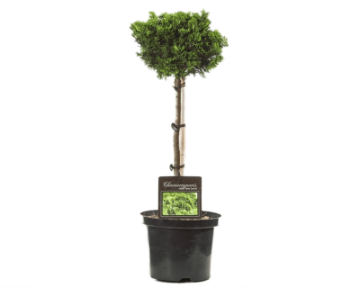 Кипарисовик штамб, Гор26, Выс60 в интернет гипермаркете «Планета Лета». Фото