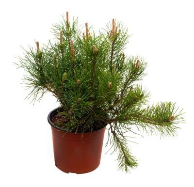 Сосна горная Pumilio, Гор31, Выс60 в интернет гипермаркете «Планета Лета». Фото