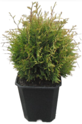 Туя склад.Little Boy, Гор17, Выс40 в интернет гипермаркете «Планета Лета». Фото