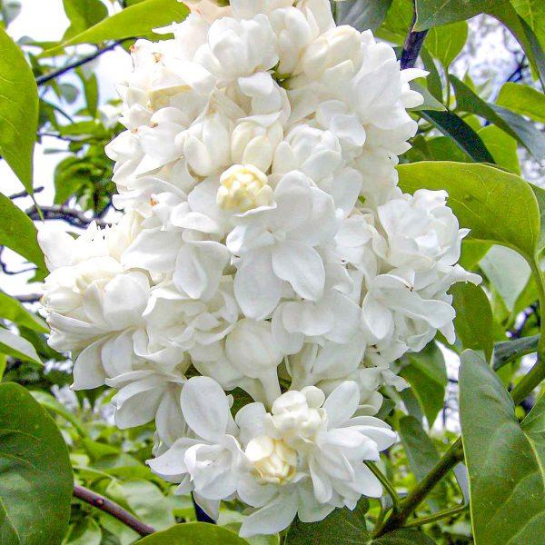 Сирень обыкновенная Моник Лемуан Tim Гор17 М в интернет гипермаркете «Планета Лета». Фото