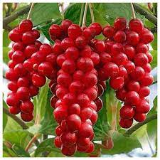 Лимонник китайский П в интернет гипермаркете «Планета Лета». Фото