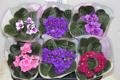 Фиалка Inova spectra freeze, Гор12, Выс20 в интернет гипермаркете «Планета Лета». Фото