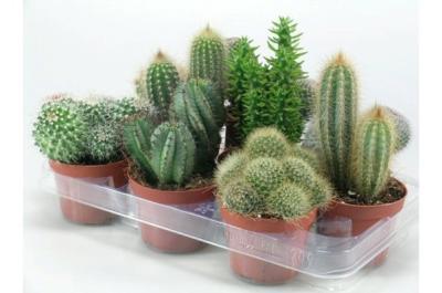 Кактус Mix, Гор6, Выс10 в интернет гипермаркете «Планета Лета». Фото
