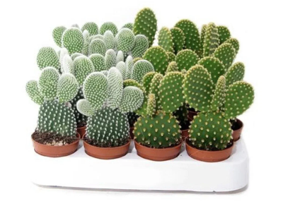 Опунция Mix, Гор5, Выс15 в интернет гипермаркете «Планета Лета». Фото