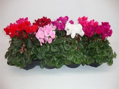 Цикламен, Гор13, Выс30 М в интернет гипермаркете «Планета Лета». Фото