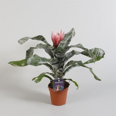 Эхмея Griffe, Гор15, Выс50 в интернет гипермаркете «Планета Лета». Фото