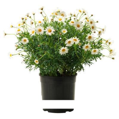 Аргирантемум, Гор18, Выс50 в интернет гипермаркете «Планета Лета». Фото