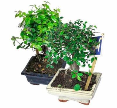 Бонсаи Mix - кротон, Гор25, Выс50 в интернет гипермаркете «Планета Лета». Фото