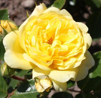 Роза флорибунда Йеллоу Саммер 7Ц в интернет гипермаркете «Планета Лета». Фото