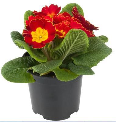 Примула махровая, Гор10, Выс15 М в интернет гипермаркете «Планета Лета». Фото