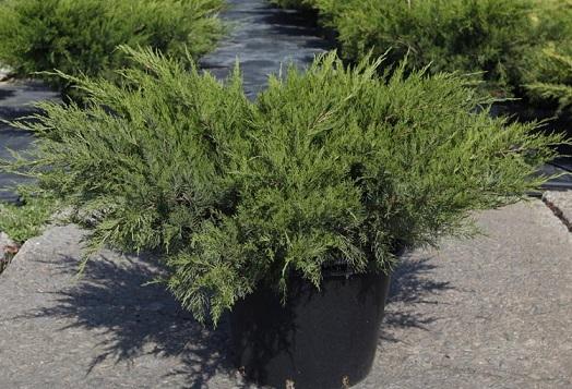 Можжевел.средн.Mint Julep, Гор23, Выс45 в интернет гипермаркете «Планета Лета». Фото