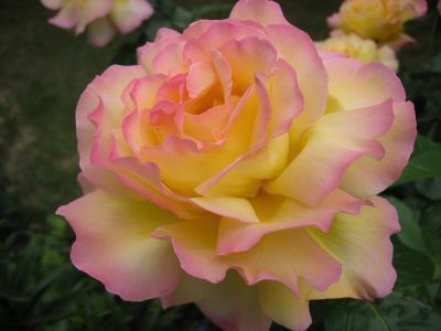 Роза чайно-гибридная Глория, Гор23 Л в интернет гипермаркете «Планета Лета». Фото