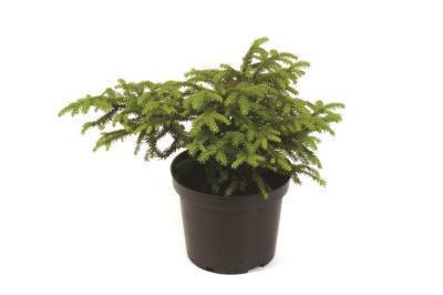 Ель обыкн.Nidiformis, Гор9, Выс15 в интернет гипермаркете «Планета Лета». Фото