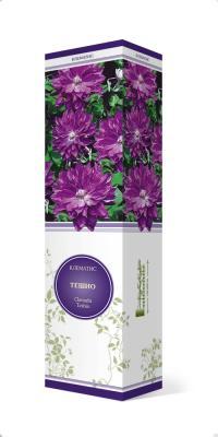Клематис крупноцветковый Тешио П в интернет гипермаркете «Планета Лета». Фото