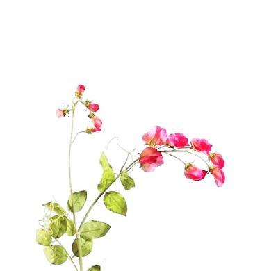 Цветной горошек ярко-розовый 63 см 30.03080090HP в интернет гипермаркете «Планета Лета». Фото