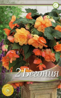 STA Бегония Picotee Cascade Sunrary (x2) в интернет гипермаркете «Планета Лета». Фото