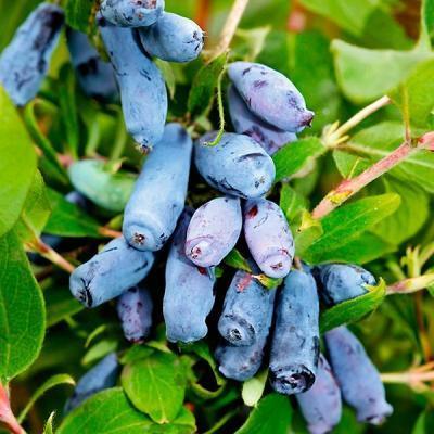 Жимолость плодовая Бакчарская С3 Выс50 в интернет гипермаркете «Планета Лета». Фото