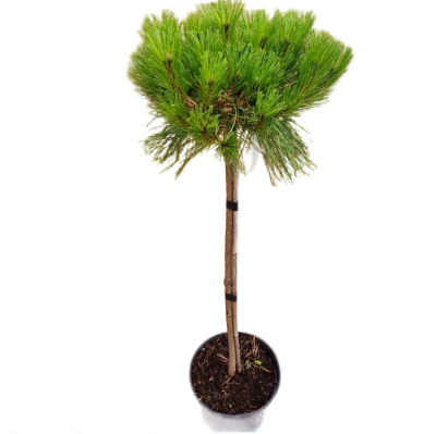 Сосна штамб, Гор38, Выс60 И в интернет гипермаркете «Планета Лета». Фото