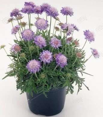 Скабиоза, Гор17 М в интернет гипермаркете «Планета Лета». Фото