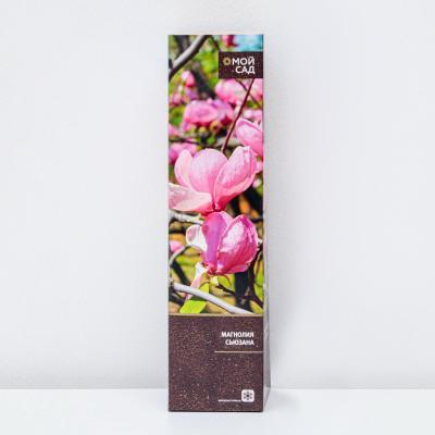 Магнолия сьюзана 7Ц (туба) в интернет гипермаркете «Планета Лета». Фото