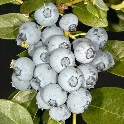 Голубика высокорослая Дюк 2-летка С2 Выс30 в интернет гипермаркете «Планета Лета». Фото