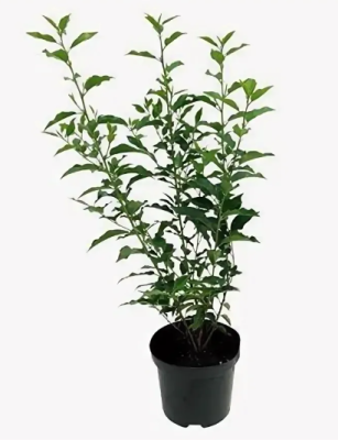 Лавровишня лузитанская Angustifolia, Гор19, Выс40-60 Б в интернет гипермаркете «Планета Лета». Фото