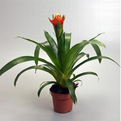 Гузмания Happyness, Гор12, Выс60 в интернет гипермаркете «Планета Лета». Фото