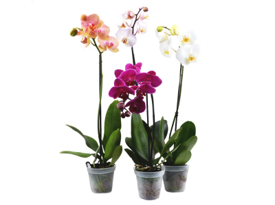 Фаленопсис 1 pp Mix Variagata, Гор6, Выс25 в интернет гипермаркете «Планета Лета». Фото