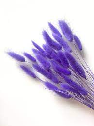 Лагурус фиолетовый1шт в интернет гипермаркете «Планета Лета». Фото