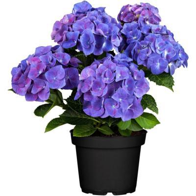 Гидрангея Bela macrophulla, Гор12, Выс40 в интернет гипермаркете «Планета Лета». Фото