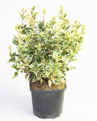 Османтус разнол.Tricolor, Гор17, Выс25 в интернет гипермаркете «Планета Лета». Фото