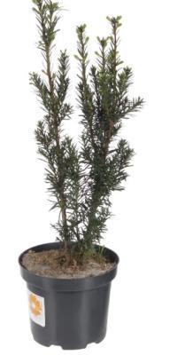 Тис средний Green Mountain, Гор28, Выс50 в интернет гипермаркете «Планета Лета». Фото