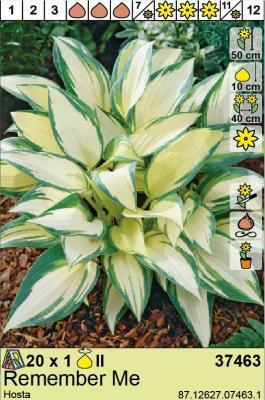 BES Хоста Remember Me (x1) Планета Лета в интернет гипермаркете «Планета Лета». Фото BES Хоста Remember Me (x1) в интернет гипермаркете «Планета Лета». Фото