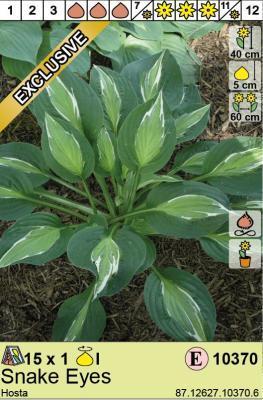 STA Хоста Snake Eyes (x1) Holland Bulb Market в интернет гипермаркете «Планета Лета». Фото STA Хоста Snake Eyes (x1) в интернет гипермаркете «Планета Лета». Фото