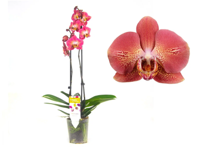 Фаленопсис 2 pp Leco Fantastic, Гор12, Выс70 в интернет гипермаркете «Планета Лета». Фото