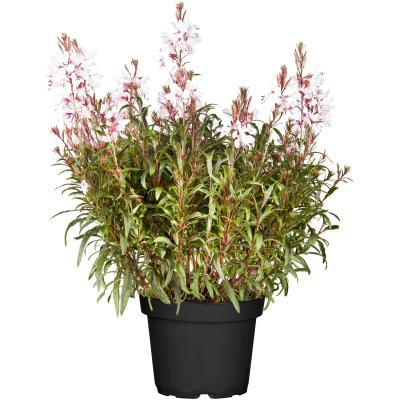 Гаура, Гор12 М в интернет гипермаркете «Планета Лета». Фото