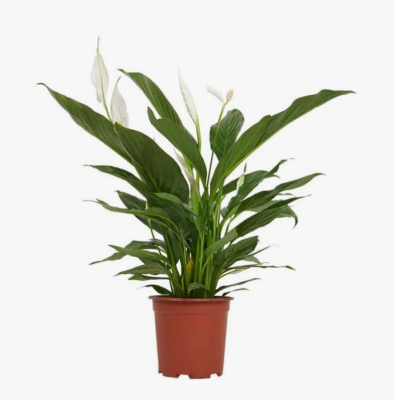 Спатифиллум Sweet Pablo Гор17, Выс65 в интернет гипермаркете «Планета Лета». Фото