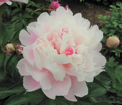 Пион травянистый Жемчужное Ожерелье 7Ц (туба) в интернет гипермаркете «Планета Лета». Фото