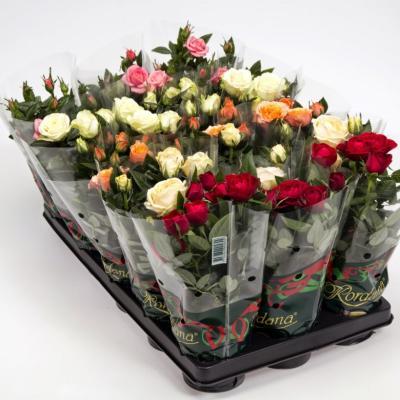 Роза Kordana, Гор10, Выс30 Уценка!!! в интернет гипермаркете «Планета Лета». Фото