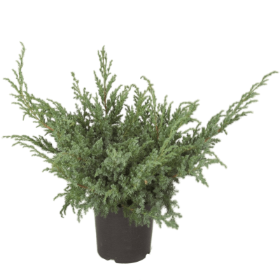 Можжевел.чешуйч.Холгер, Гор17 М в интернет гипермаркете «Планета Лета». Фото