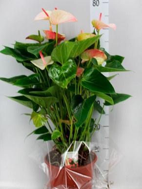 Антуриум Fantazy Love, Гор17, Выс50 в интернет гипермаркете «Планета Лета». Фото