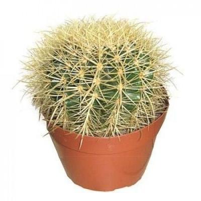 Эхинокактус Grusoni, Гор12, Выс20 в интернет гипермаркете «Планета Лета». Фото