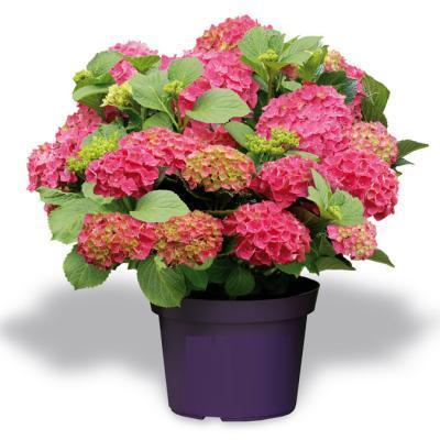 Гортензия крупноцв., Гор17, Выс40 в интернет гипермаркете «Планета Лета». Фото